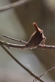 Troglodyte mignon-01